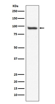 USP13 Rabbit Monoclonal Antibody