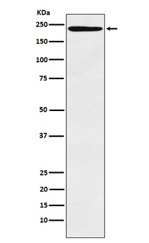 LY75 Rabbit Monoclonal Antibody