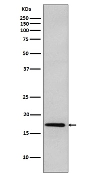 DNAJC15 Rabbit Monoclonal Antibody