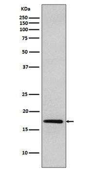 Anti-DNAJC15 Rabbit Monoclonal Antibody