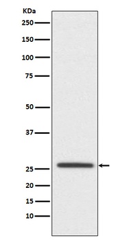 Claudin 11 CLDN11 Rabbit Monoclonal Antibody