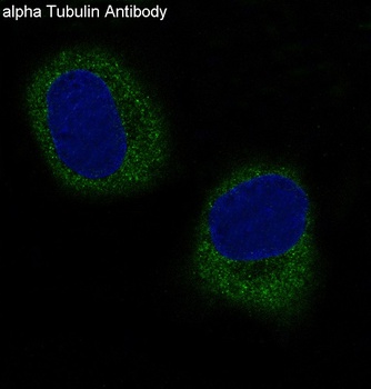 alpha Tubulin TUBA1B Rabbit Monoclonal Antibody