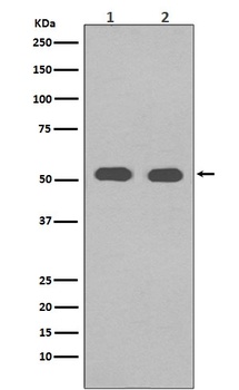 alpha Tubulin TUBA1B Rabbit Monoclonal Antibody