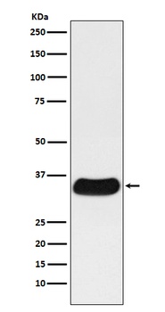 GAL4 Rabbit Monoclonal Antibody