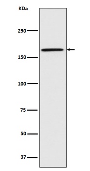 Caspr Rabbit Monoclonal Antibody