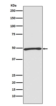 Atg4C Rabbit Monoclonal Antibody