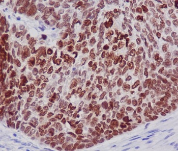 Anti-Histone H2B Rabbit Monoclonal Antibody
