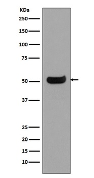 IgG4 IGHG4 Rabbit Monoclonal Antibody