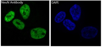 Anti-NeuN RBFOX3 Rabbit Monoclonal Antibody