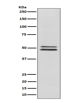 NeuN RBFOX3 Rabbit Monoclonal Antibody
