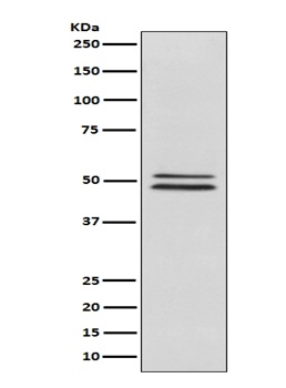 Anti-NeuN RBFOX3 Rabbit Monoclonal Antibody