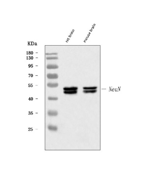 Anti-NeuN RBFOX3 Rabbit Monoclonal Antibody