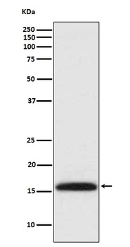 Methyl-Histone H3 (di K4) HIST1H3A Rabbit Monoclonal Antibody
