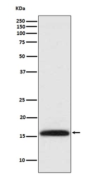 Anti-Methyl-Histone H3 (di K4) HIST1H3A Rabbit Monoclonal Antibody