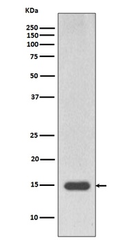 Histone H3 (mono methyl R17) HIST1H3A Rabbit Monoclonal Antibody