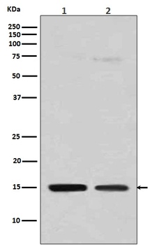 Histone H3 (mono methyl R128) HIST1H3A Rabbit Monoclonal Antibody
