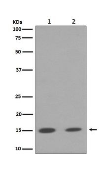 Histone H3 (mono+di+tri methyl K79) HIST1H3A Rabbit Monoclonal Antibody