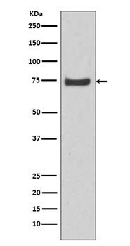 Anti-HSPA12A Rabbit Monoclonal Antibody