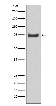 HSPA12A Rabbit Monoclonal Antibody