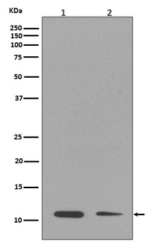Histone H4 HIST1H4A Rabbit Monoclonal Antibody