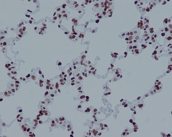 Anti-Histone H4 (acetyl K16) HIST1H4A Monoclonal Antibody
