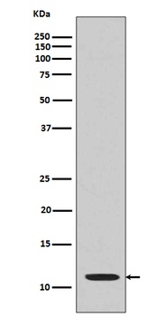 Anti-Histone H4 (acetyl K16) HIST1H4A Monoclonal Antibody