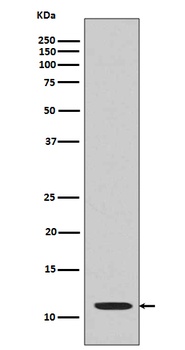 Histone H4 (acetyl K16) HIST1H4A Monoclonal Antibody