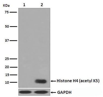 Histone H4 (acetyl K5) HIST1H4A Monoclonal Antibody