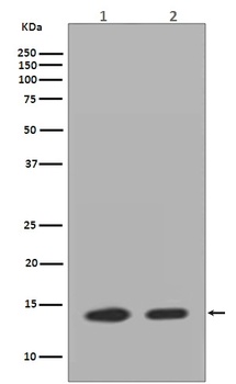 Anti-Histone H2A.Z H2afz Rabbit Monoclonal Antibody