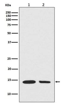Histone H2A (hydroxyl Y39) HIST1H2AB Rabbit Monoclonal Antibody
