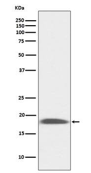 LY6A/Sca1 Rabbit Monoclonal Antibody