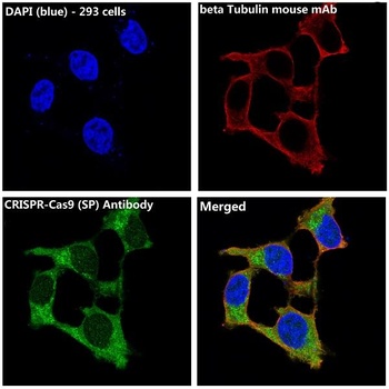 Anti-CRISPR-Cas9 SP Rabbit Monoclonal Antibody