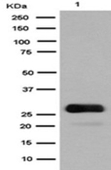 GFP Rabbit Monoclonal Antibody