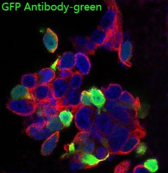 GFP Rabbit Monoclonal Antibody