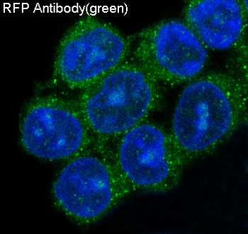 RFP rfp1 Rabbit Monoclonal Antibody