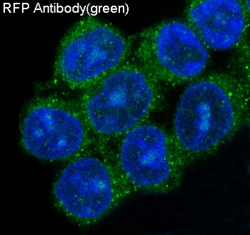 Anti-RFP rfp1 Rabbit Monoclonal Antibody