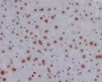 Anti-Phospho-Histone H2A.X (S139) H2AFX Monoclonal Antibody