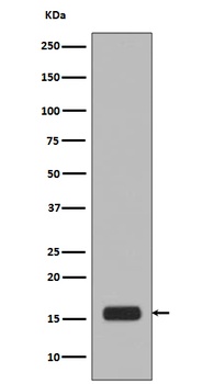 Anti-Phospho-Histone H2A.X (S139) H2AFX Monoclonal Antibody