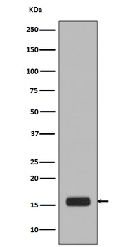 Phospho-Histone H2A.X (S139) H2AFX Monoclonal Antibody