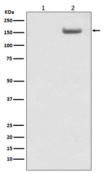 Phospho-SMC1 (S957) Monoclonal Antibody