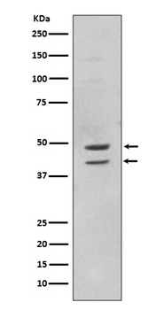 Phospho-JNK1/2/3 (T183+T183+T221) MAPK8 Monoclonal Antibody