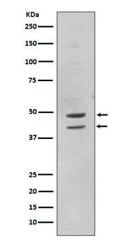 Anti-Phospho-JNK1/2/3 (T183+T183+T221) MAPK8 Monoclonal Antibody