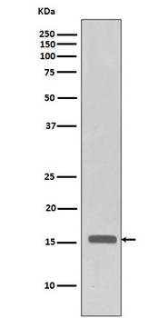 Anti-Phospho-Histone H3 (T3) H3F3A Monoclonal Antibody