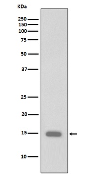 Phospho-Histone H3 (S10) HIST1H3A Rabbit Monoclonal Antibody