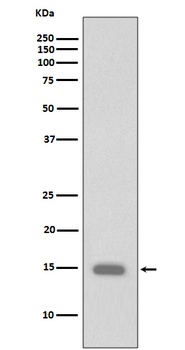 Anti-Phospho-Histone H3 (S10) HIST1H3A Rabbit Monoclonal Antibody
