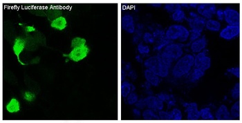 Firefly Luciferase Rabbit Monoclonal Antibody