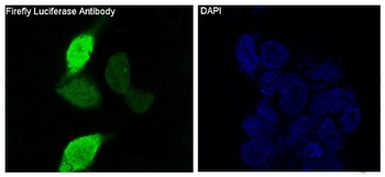 Firefly Luciferase Rabbit Monoclonal Antibody