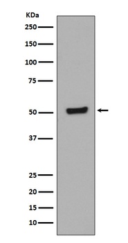 Phospho-p53 (T55) TP53 Rabbit Monoclonal Antibody