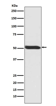 Anti-Phospho-p53 (S392) TP53 Rabbit Monoclonal Antibody