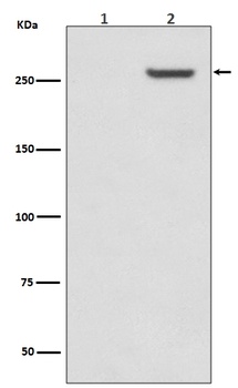 Phospho-mTOR (S2481) Rabbit Monoclonal Antibody